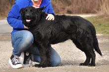 BASS, Hund, Mischlingshund in Slowakische Republik - Bild 6