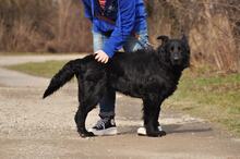 BASS, Hund, Mischlingshund in Slowakische Republik - Bild 7