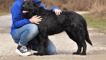 BASS, Hund, Mischlingshund in Slowakische Republik - Bild 8