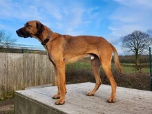 RUISENOR, Hund, Rhodesian Ridgeback-Deutscher Schäferhund-Mix in Bosau - Bild 4