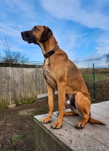 RUISENOR, Hund, Rhodesian Ridgeback-Deutscher Schäferhund-Mix in Salzwedel - Bild 5