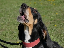 REX, Hund, Sabueso Español in Tuntenhausen - Bild 5