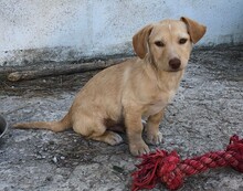 FRODO, Hund, Mischlingshund in Spanien