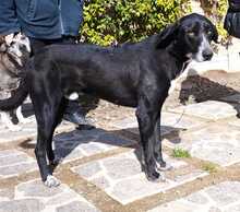 CAMILLO, Hund, Mischlingshund in Italien - Bild 3