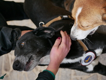 CAMILLO, Hund, Mischlingshund in Italien - Bild 5