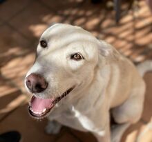 SNOWY, Hund, Labrador-Mastin Español-Mix in Spanien