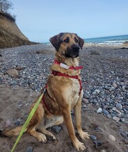 MAYA, Hund, Mastin Español-Mix in Kritzmow