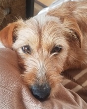 RUBIA, Hund, Griffon-Mix in Isenbüttel