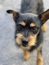 ADRIAN, Hund, Mischlingshund in Spanien