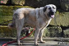 PABLO, Hund, Mischlingshund in Donzdorf - Bild 3