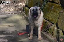 PABLO, Hund, Mischlingshund in Donzdorf - Bild 4