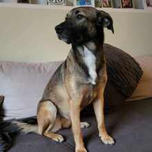 MONA, Hund, Mischlingshund in Leverkusen