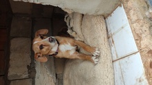 MARIA, Hund, Mischlingshund in Spanien - Bild 4