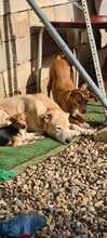 MARIA, Hund, Mischlingshund in Spanien - Bild 7