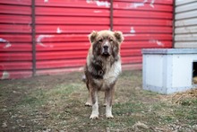 GINO, Hund, Mischlingshund in Rumänien - Bild 1