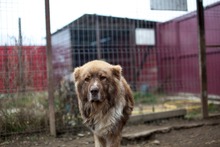 GINO, Hund, Mischlingshund in Rumänien - Bild 2