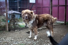 GINO, Hund, Mischlingshund in Rumänien - Bild 3