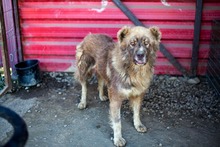 GINO, Hund, Mischlingshund in Rumänien - Bild 4