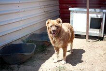 GINO, Hund, Mischlingshund in Rumänien - Bild 5