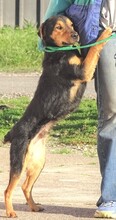 SIMON, Hund, Mischlingshund in Rumänien - Bild 3