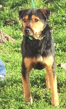 SIMON, Hund, Mischlingshund in Rumänien - Bild 4