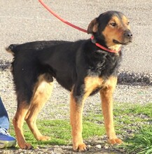 SIMON, Hund, Mischlingshund in Rumänien - Bild 5