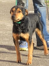SIMON, Hund, Mischlingshund in Rumänien - Bild 6