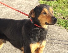 SIMON, Hund, Mischlingshund in Rumänien - Bild 7