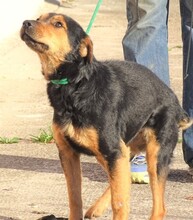 SIMON, Hund, Mischlingshund in Rumänien - Bild 8