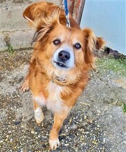 KANUTE, Hund, Mischling in Rosbach