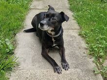 LETICIA, Hund, Pinscher-Mix in Oberuzwil - Bild 1