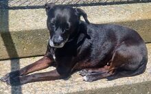 LETICIA, Hund, Pinscher-Mix in Oberuzwil - Bild 10