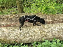 LETICIA, Hund, Pinscher-Mix in Oberuzwil - Bild 11