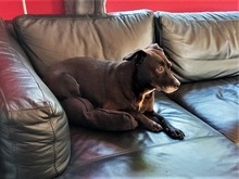 LETICIA, Hund, Pinscher-Mix in Oberuzwil - Bild 12