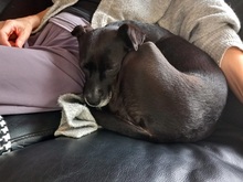 LETICIA, Hund, Pinscher-Mix in Oberuzwil - Bild 13