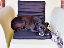 LETICIA, Hund, Pinscher-Mix in Oberuzwil - Bild 14