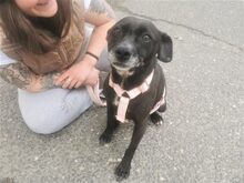 LETICIA, Hund, Pinscher-Mix in Oberuzwil - Bild 15