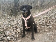LETICIA, Hund, Pinscher-Mix in Oberuzwil - Bild 16