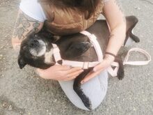 LETICIA, Hund, Pinscher-Mix in Oberuzwil - Bild 17