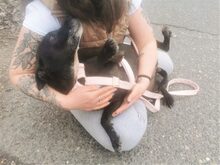 LETICIA, Hund, Pinscher-Mix in Oberuzwil - Bild 18