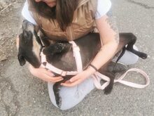 LETICIA, Hund, Pinscher-Mix in Oberuzwil - Bild 19