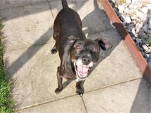 LETICIA, Hund, Pinscher-Mix in Oberuzwil - Bild 2