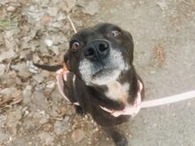 LETICIA, Hund, Pinscher-Mix in Oberuzwil - Bild 20