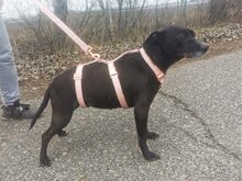 LETICIA, Hund, Pinscher-Mix in Oberuzwil - Bild 21