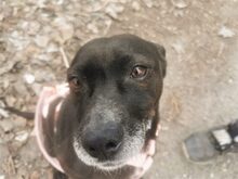 LETICIA, Hund, Pinscher-Mix in Oberuzwil - Bild 22