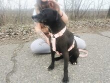 LETICIA, Hund, Pinscher-Mix in Oberuzwil - Bild 23