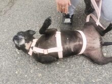 LETICIA, Hund, Pinscher-Mix in Oberuzwil - Bild 25
