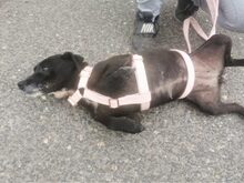 LETICIA, Hund, Pinscher-Mix in Oberuzwil - Bild 26