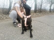 LETICIA, Hund, Pinscher-Mix in Oberuzwil - Bild 27