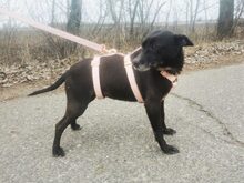 LETICIA, Hund, Pinscher-Mix in Oberuzwil - Bild 28